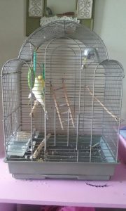 Our birdcage find!