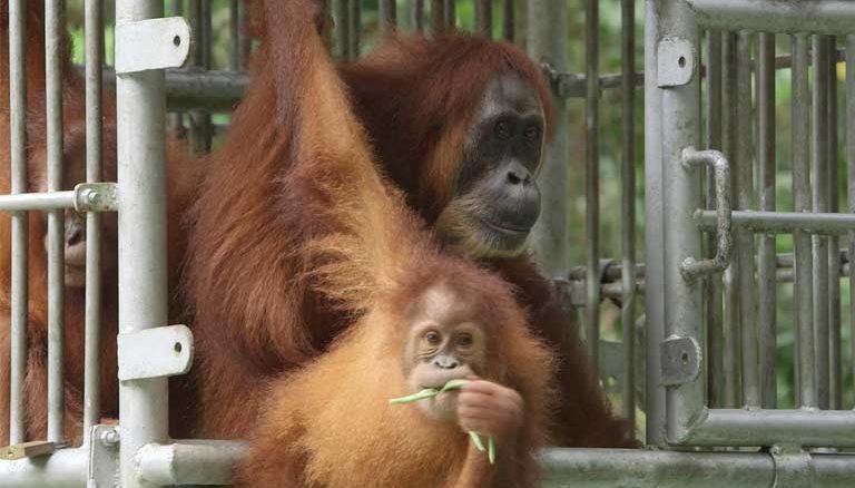 Orangutan rescued