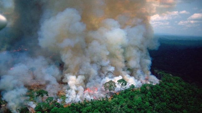 Amazon Rainforest Fires