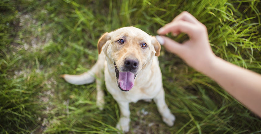 American research has shown that food beats pats and praise when it comes to motivating your pet dog.