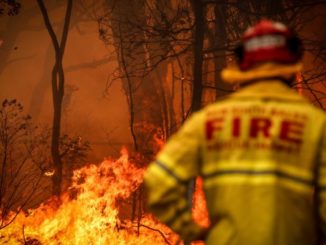 Bushfire relief: How you can help those in need